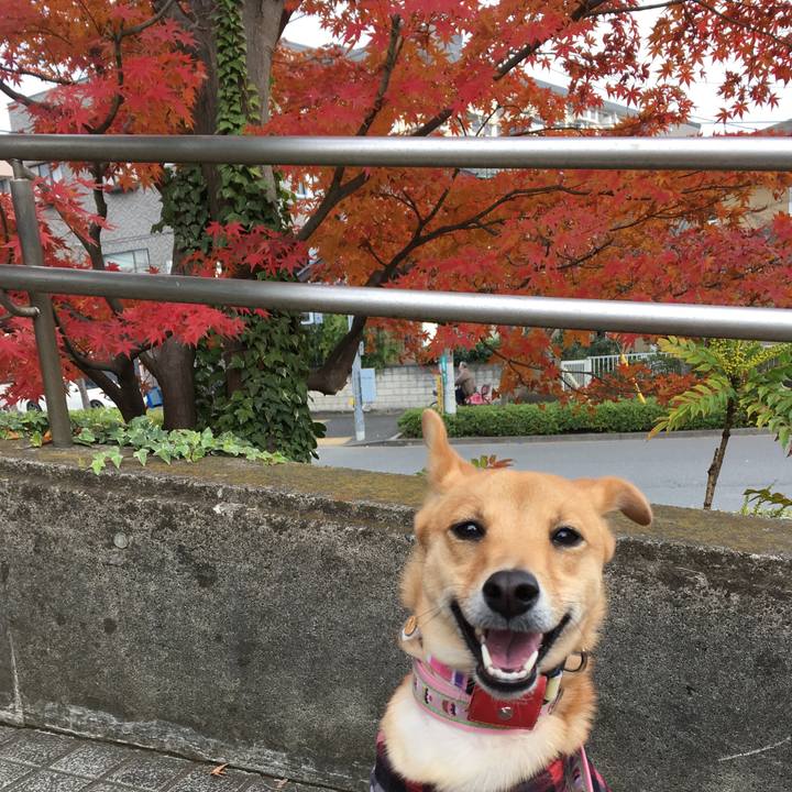 0be4e739 ee66 4e33 ad45 24fd74b065ee 1512009033283