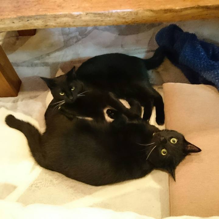 0be86b23 07f6 4991 8696 2a62823e65e8 1516342324129