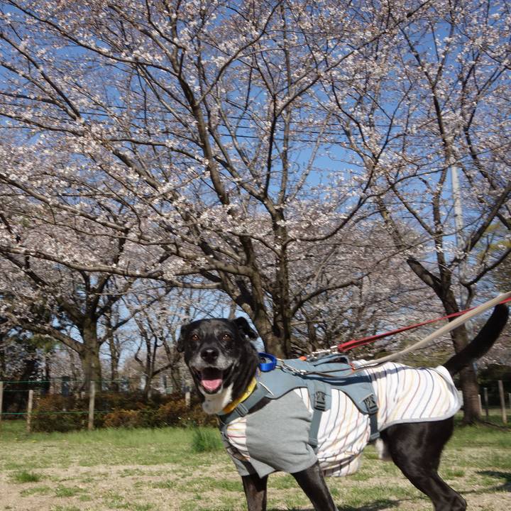 0bea3964 b7b0 419a a419 691668031c1e 1743818136211