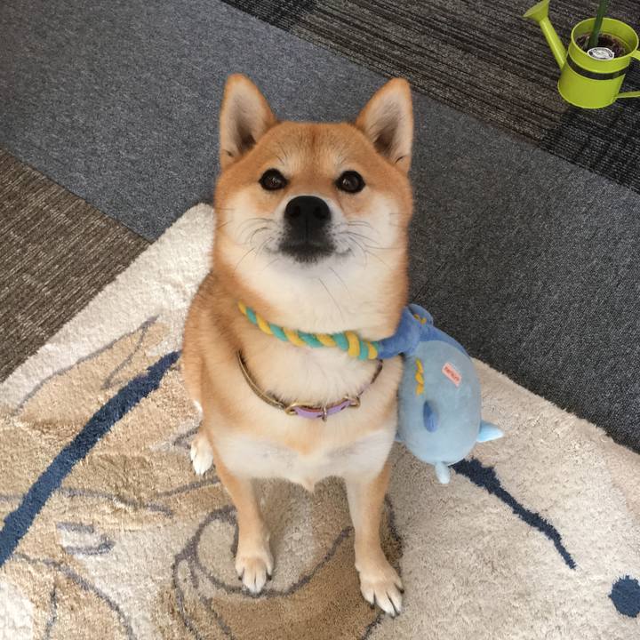 0bea9e75 ef8e 40d5 b776 8574117c037f 1509959065137