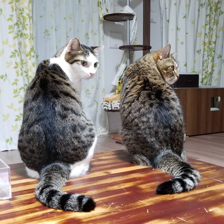 0beb6279 790a 4715 a8ae 59ef58c8f068 1574403020801