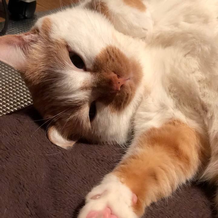 0becaa2f 152e 4968 9f96 46dd57643440 1515505079781