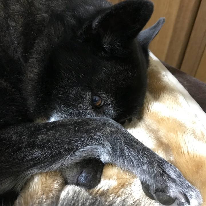 0bed271c 9add 4b1a 9ac9 cdbcc7430c50 1510922272351