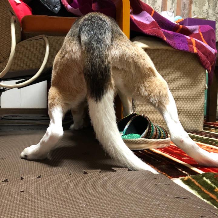 0beda9d7 e509 410a 8dd5 566a34ca03ae 1605497810031