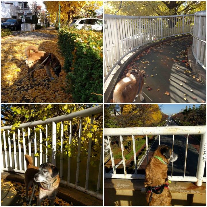 0bf0464a 0812 442c 9877 d3664f77881c 1543542862680