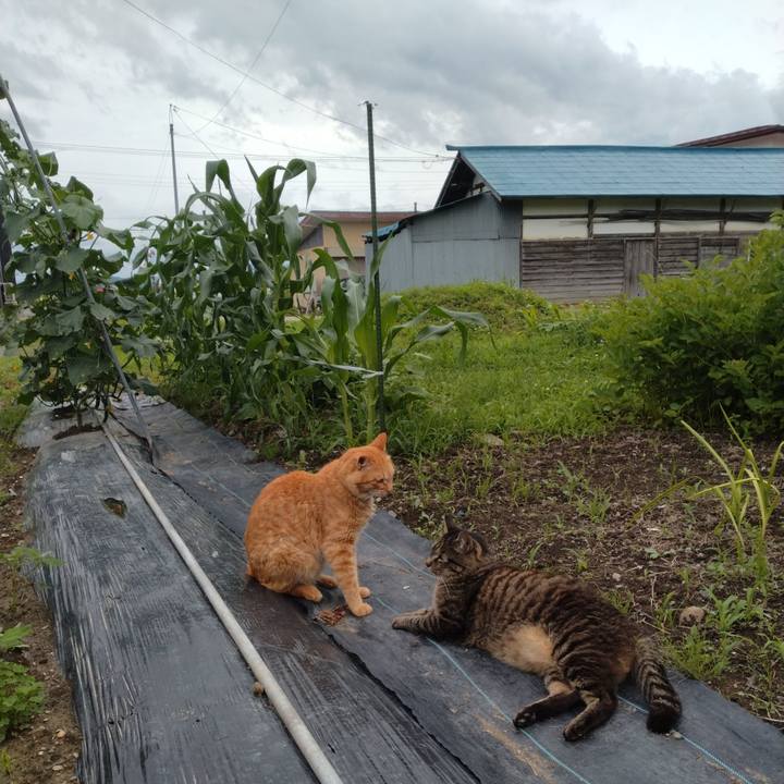 0bf1af2f d463 40c3 a1c7 879cdebba6aa 1688893640688