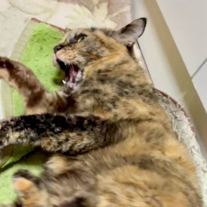 0bfa21d4 b838 4bab ab69 41b4a0692f56 1766835299975