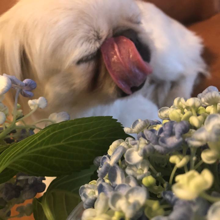 0bfa32b7 0d13 43cc 92cc 24ccedd900e2 1527751119417