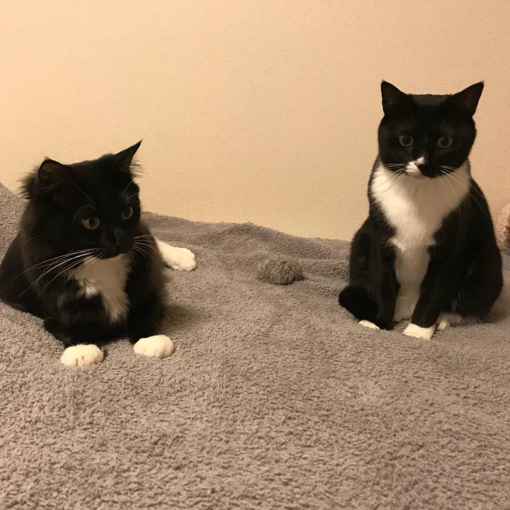 0bfd4bc3 f08b 4330 a1ff 7c7a01528ae1 1520379043004