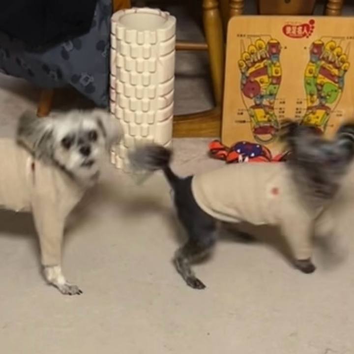 0bff828d d6d9 43af a8df 77d2bf14ff21 1766753397810