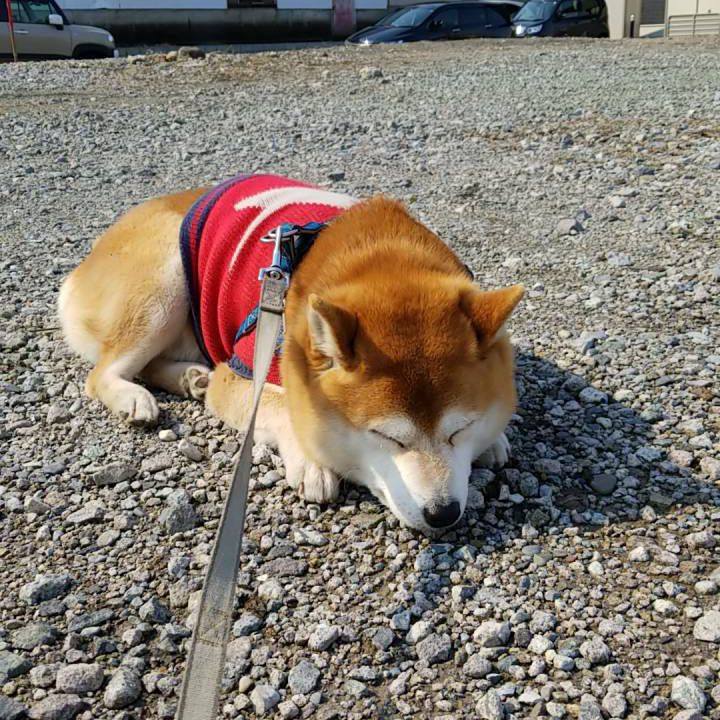 0c02dde3 6525 45c1 893d 743cb69e7d02 1552625612691