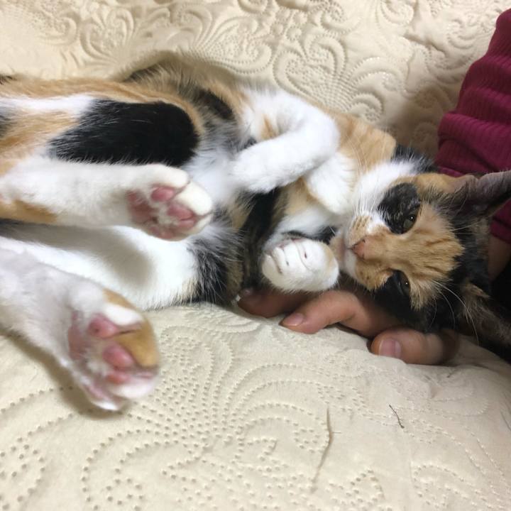 0c0329de 3316 4784 ab1f ea275e6da24b 1575281557135