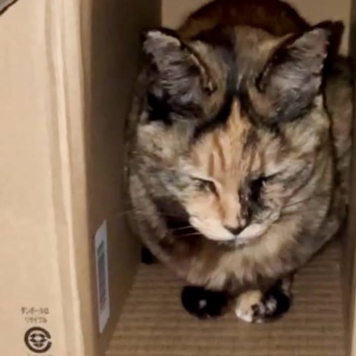 0c03692f 2257 49e1 8154 6e4819d24a00 1743708168974