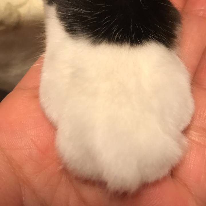 0c04bb1d 8b61 4f86 b3c3 48b280d30070 1508282953562