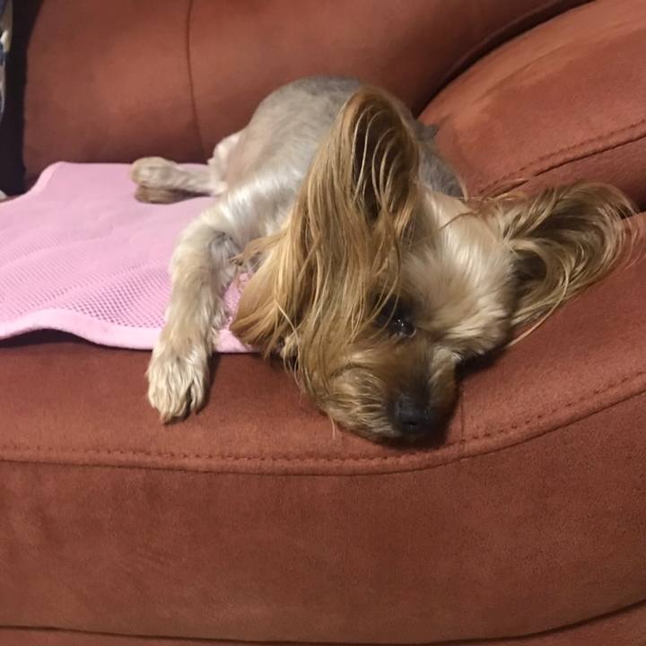 0c068735 a222 47de a69b 7a7998bc3a95 1597917385118