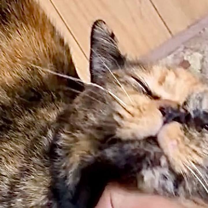 0c06d733 de9f 4476 96f3 99ef7ff4fcc2 1756195131591