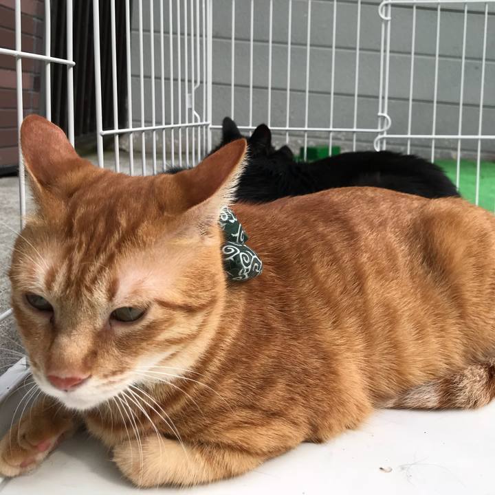 0c0805d9 7dbf 44bb b072 ff5c84dff964 1537684132587