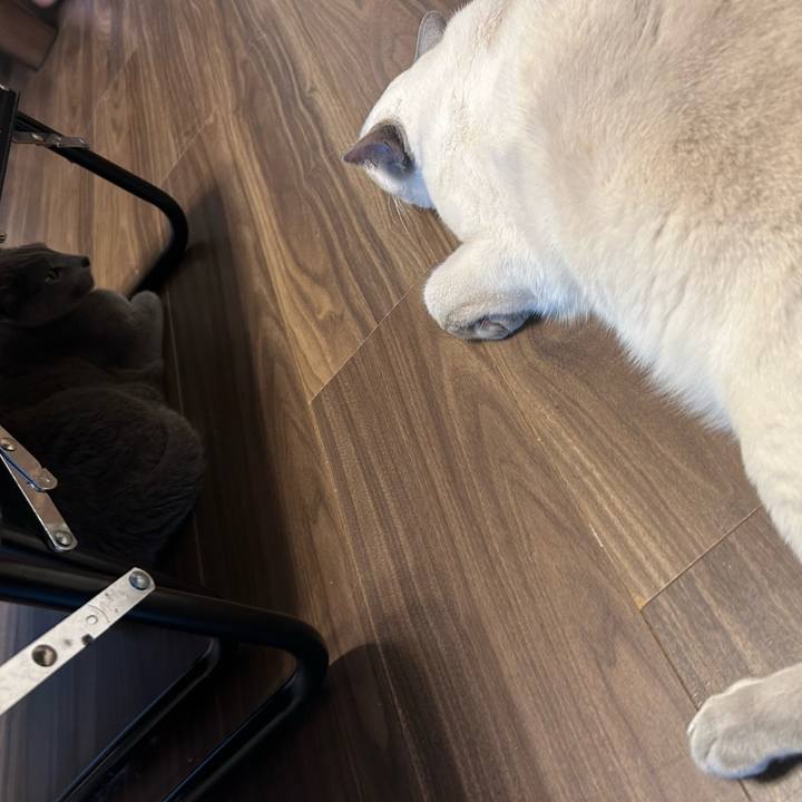 0c0833cc 13ed 4c72 a901 b2f3d737e15d 1737767433765