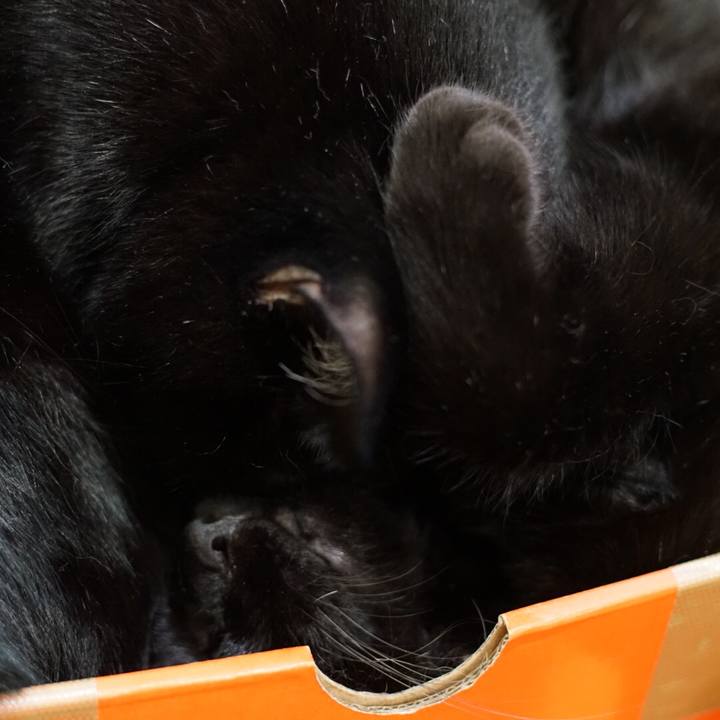 0c0aa871 0926 4d9e b1c1 69831ba0f247 1531564559742