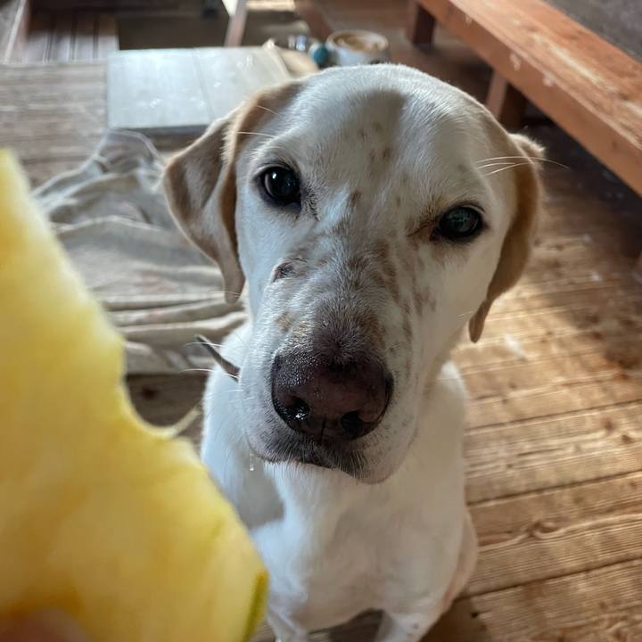 0c0cddc7 4fc4 4fe7 a901 0148d79b246e 1761865405930