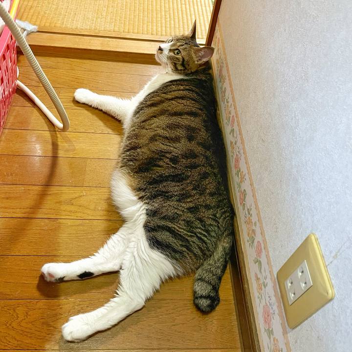 0c0e0ae3 f9e9 458d b315 758a4c4426bd 1754348206080