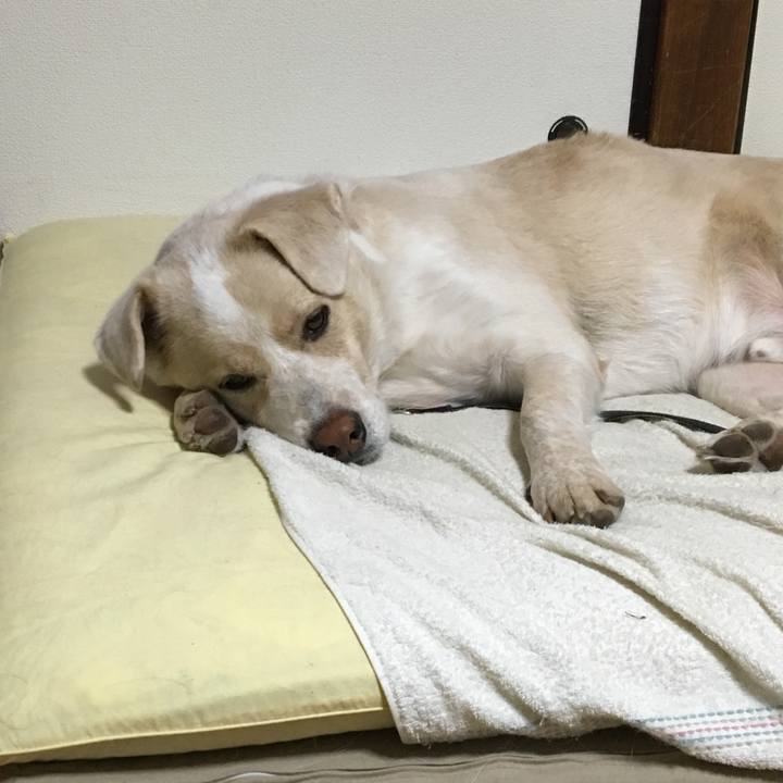 0c120a06 8c59 428b 8af5 b9dbdadff922 1541687333222