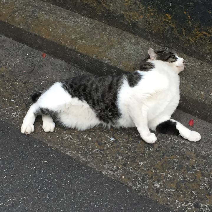 0c128412 a6cd 4248 950c 3b1431dfc582 1511648424633