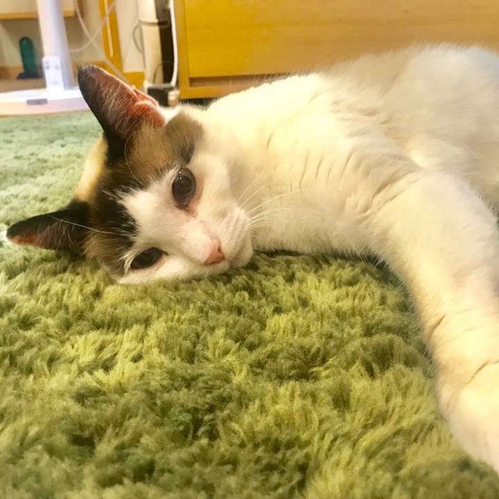 0c15a3c0 5edb 4eac 91e3 02dedcb1b369 1558526336303