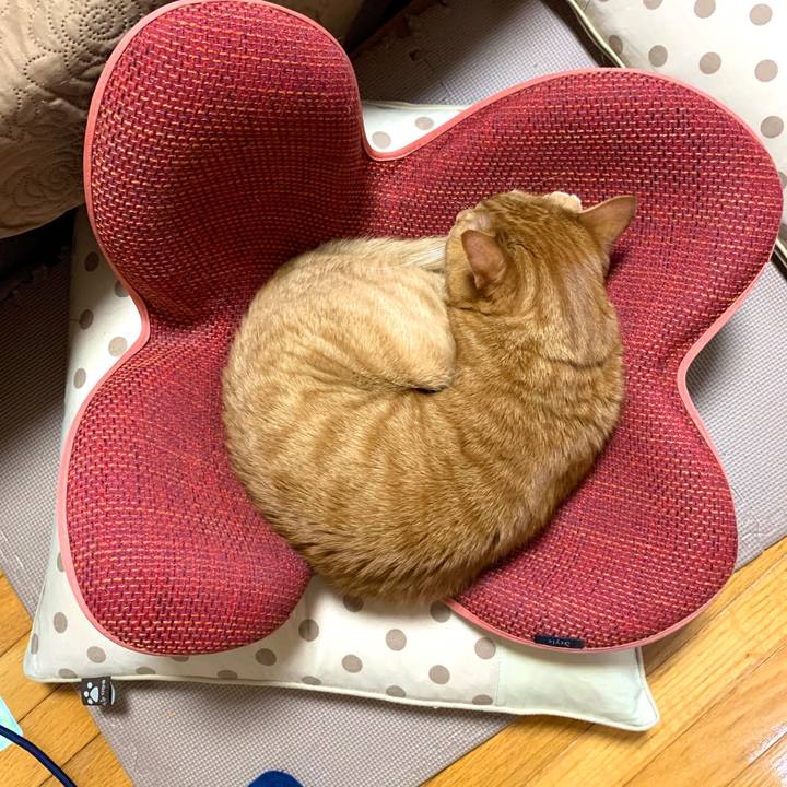 0c1c3ff0 71fe 4baa 9f05 114a65be9cce 1589169209721