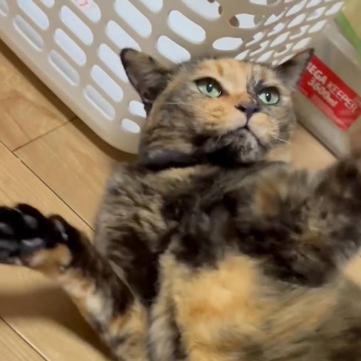 0c1d0330 dcd9 4153 b42d 85cab5b87696 1762980035947