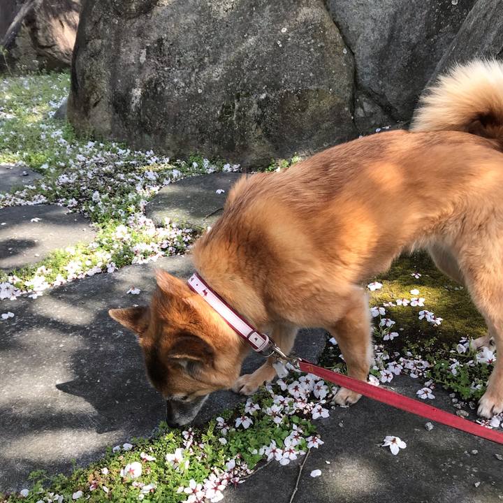 0c2277f3 0f97 4ad5 ab26 3327f0b61377 1554546668898