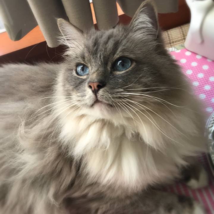 0c2298c2 1093 42c8 b41e f248cf8d70ee 1518445603390