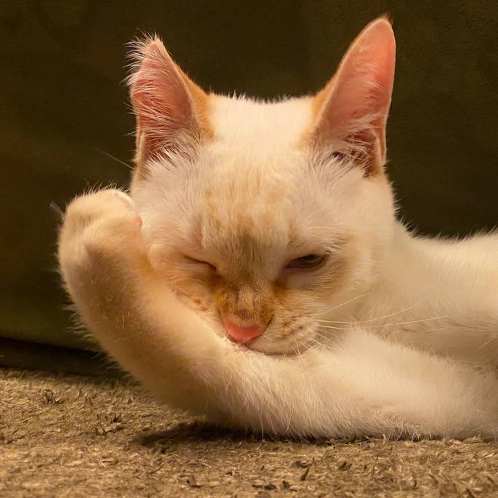 0c24c32d 539b 439c bffd e49fb7bbcb46 1579668619418