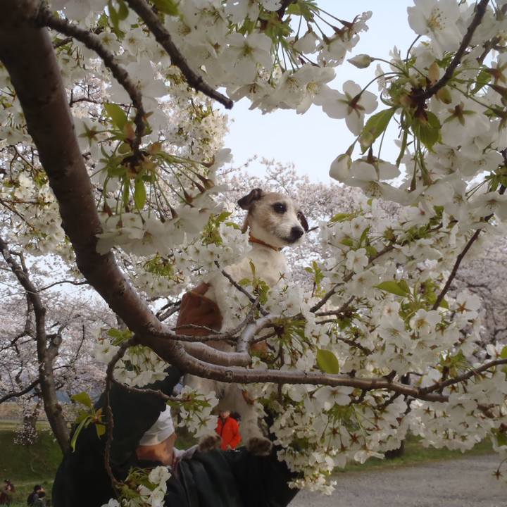 0c2606e2 c5be 4ed5 9d8f d0896b55e64a 1555419973064