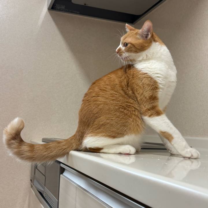 0c2779bd 14fe 4cba ab1c 2ba55b4236f2 1762045303585