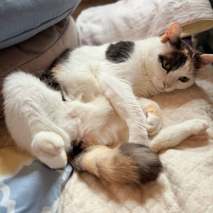 0c29cde6 b832 40ca 8940 c0b768c700b8 1753402968028