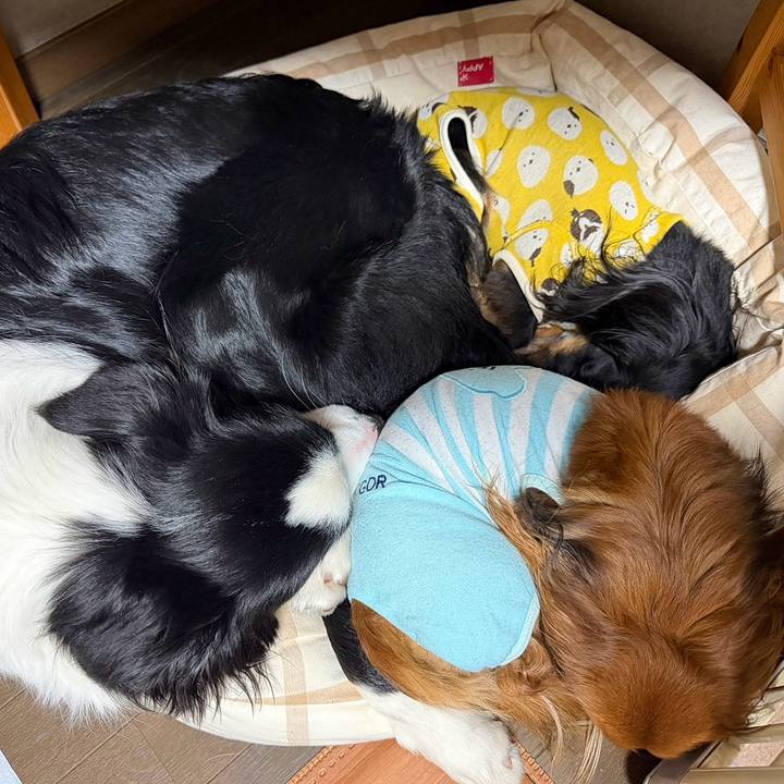 0c2a2c2a 68dc 410d bea4 cc8bdf268ae0 1769866063428