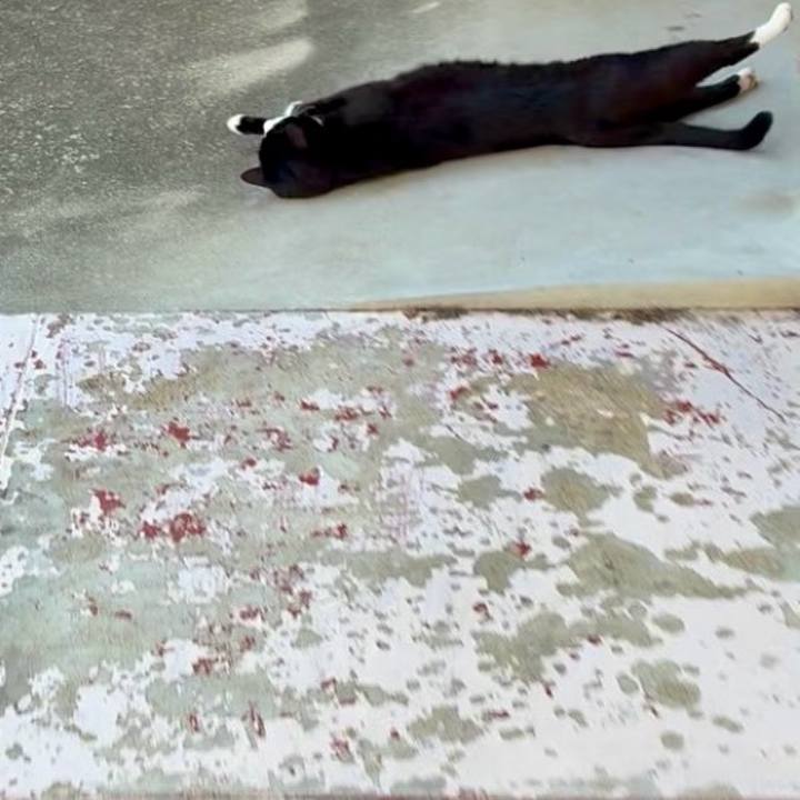 0c2ce5e8 3855 46f4 848e 73a1cc4661b0 1751199386019