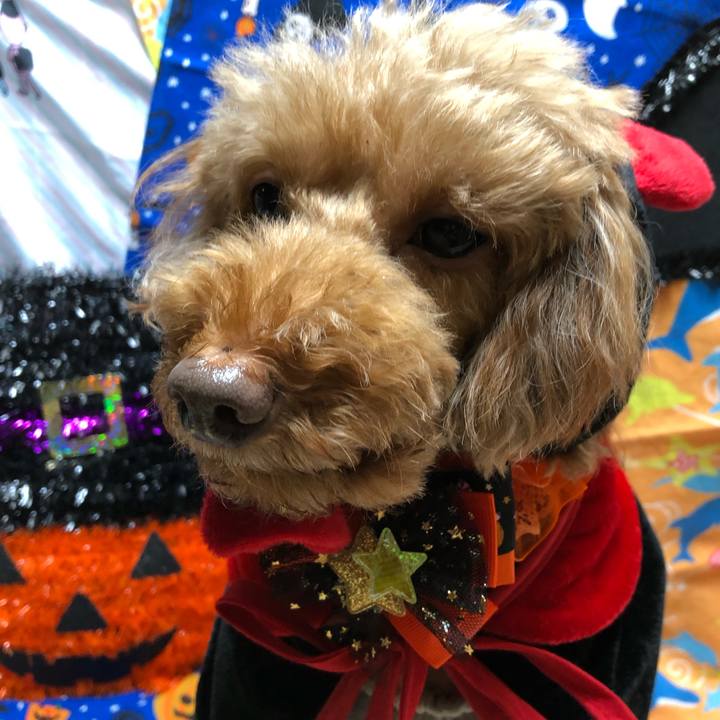 0c2f3690 20af 4721 aa0a 31dc44ad84b6 1604199874897