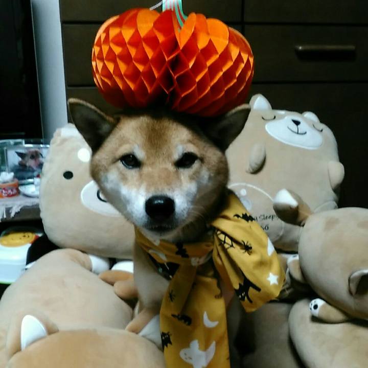 0c2f44c3 3a76 4cd1 b138 a656230e6ff3 1539576576744