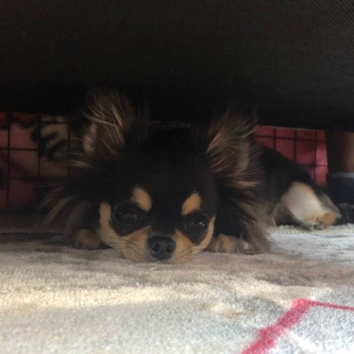 0c2f61dd 2354 43ca 82c3 20a48b9640c4 1557577830974