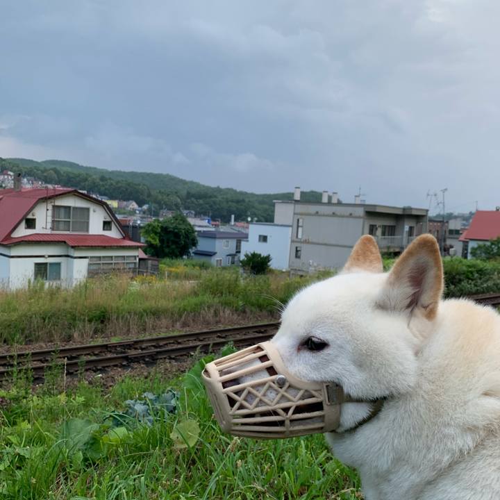 0c2fb158 ae53 40f5 8b9f d9ca9e47b3f9 1596746448665