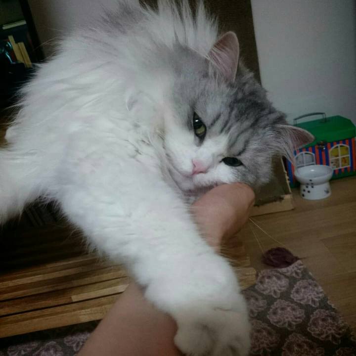 0c35218a cffe 48a0 974a b1a6d93abe87 1525178462126