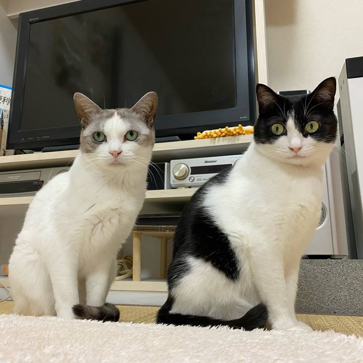 0c37369a a6b4 4dbe 9135 e58447333409 1649635877326