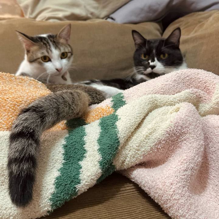 0c38b82b 55fe 4c33 94ef 5da0bf9f375c 1773582475178