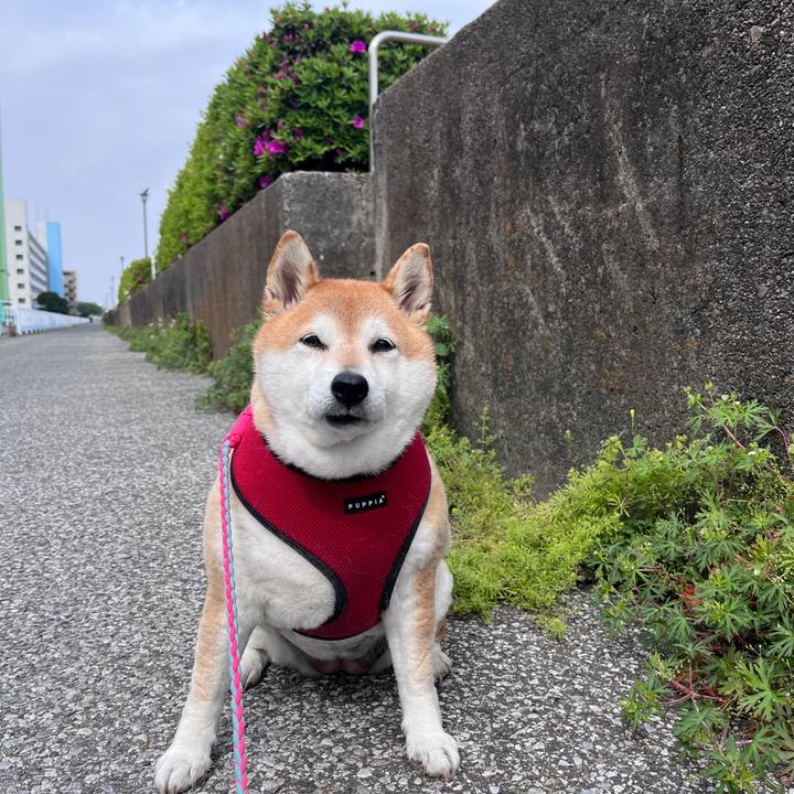 0c39b2d2 38cb 4596 8b5a 840c83cf0799 1713657723116