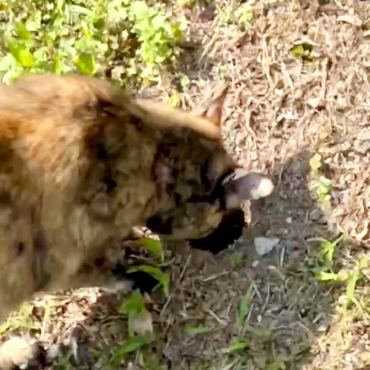 0c39d517 522e 4a7b a08a e90c307026d4 1749021322243