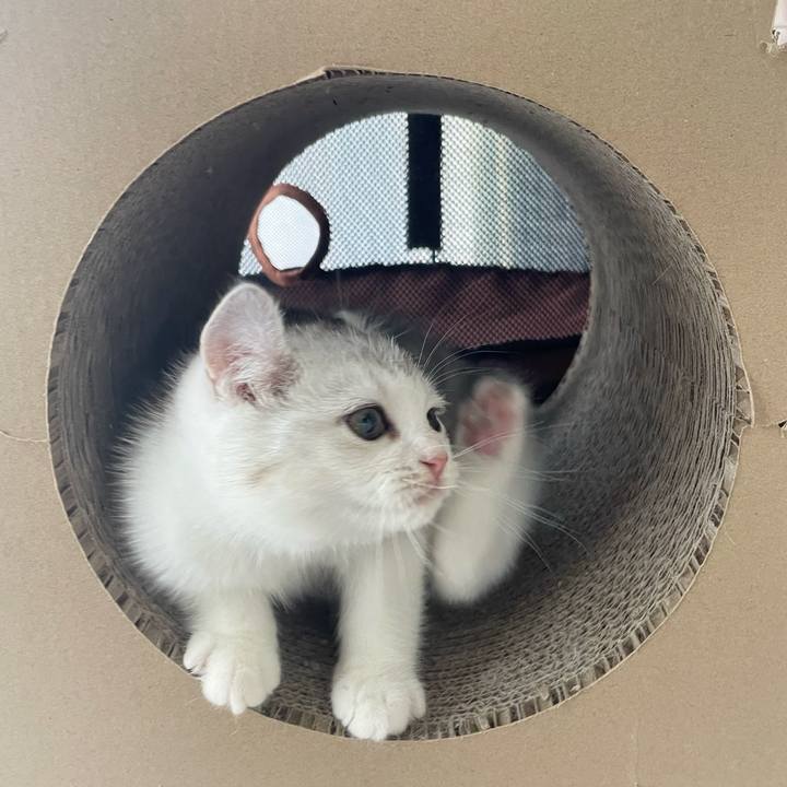 0c3ac8a8 bb7a 4003 b083 8572e8594a9d 1776728151179