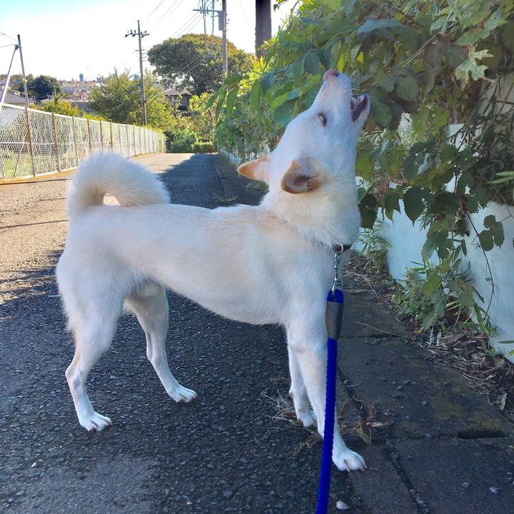 0c3afff4 ec52 4bf8 8fa7 c65a119bf633 1509338516661