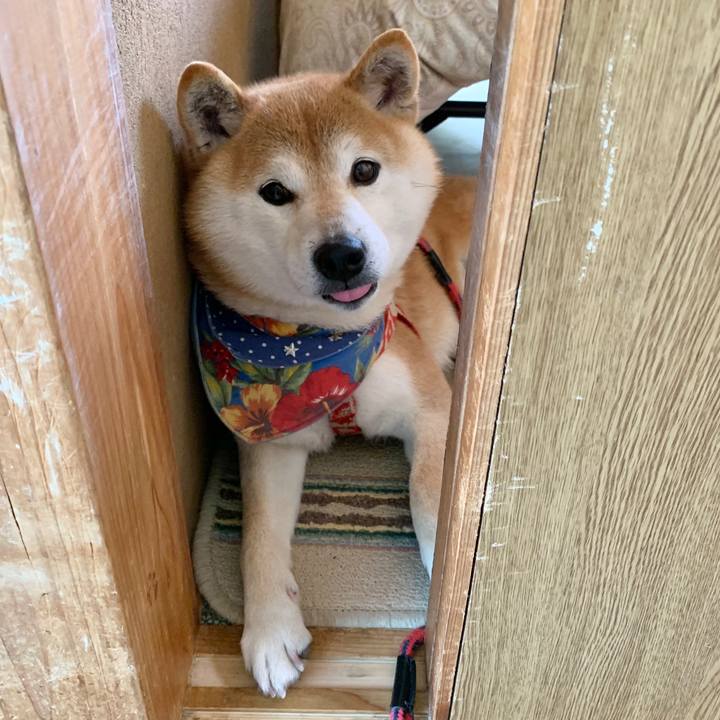 0c3b4c0b 0b79 4451 8bc6 50321a2f2877 1589629532255